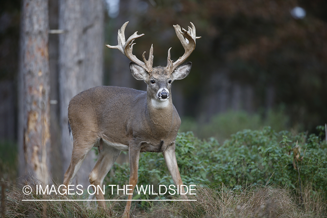 White-tailed buck in field.