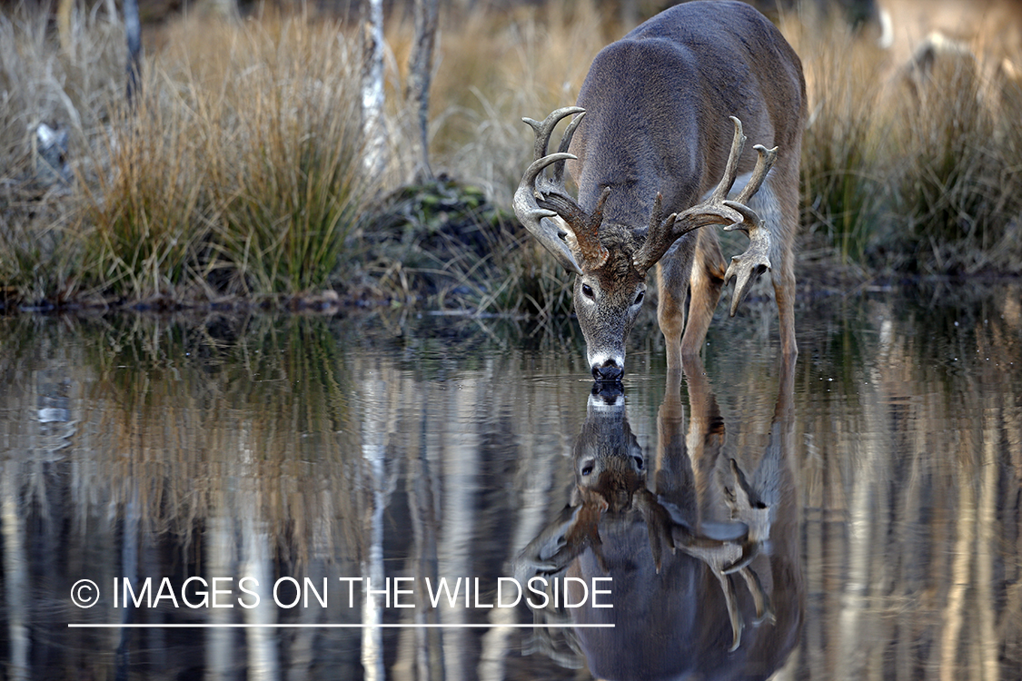 White-tailed buck drinking with reflection. 