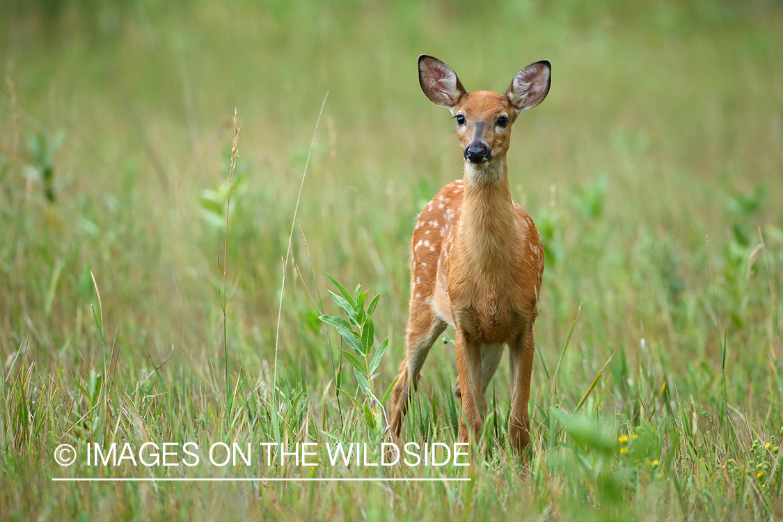 White-tailed Fawn in grass.