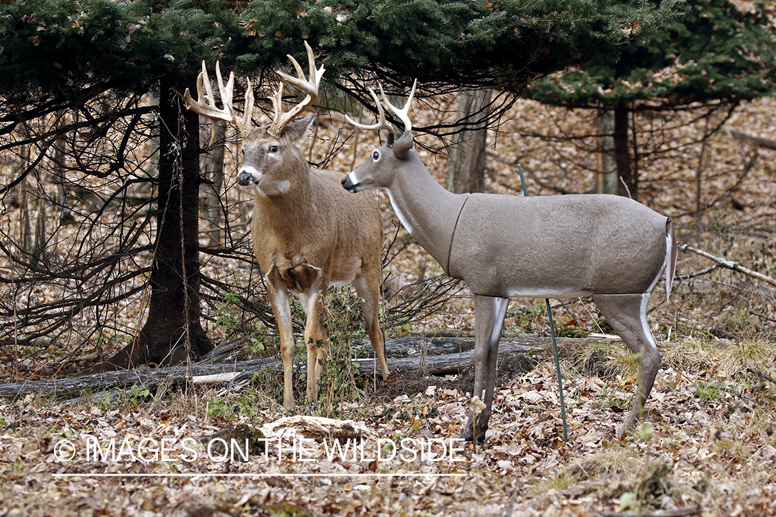 White-tailed buck confronting deer decoy.