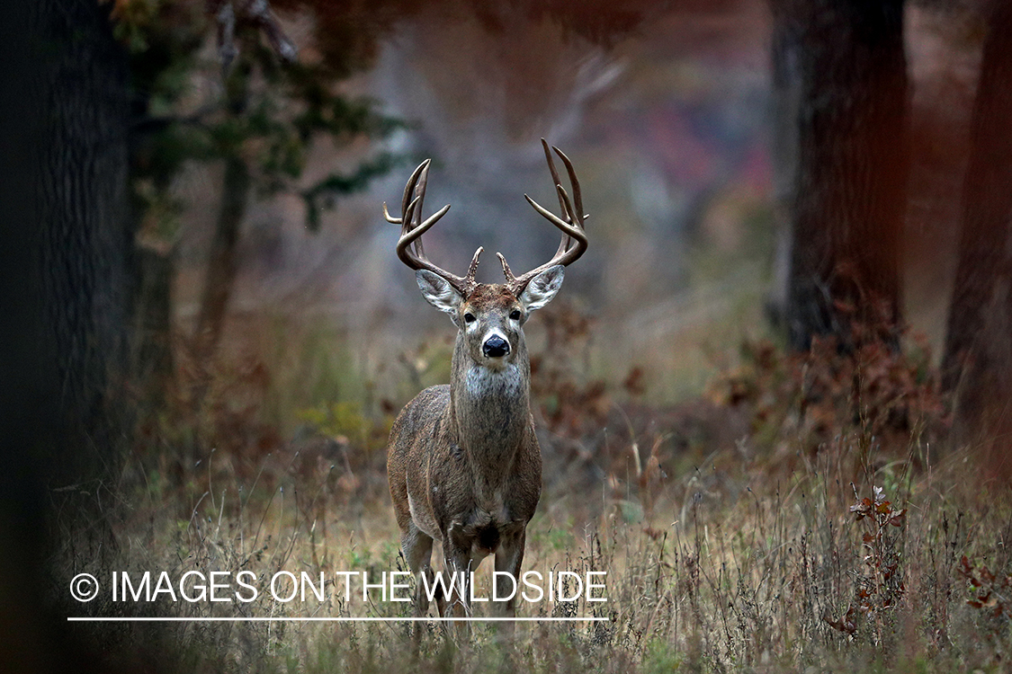 White-tailed buck in field.