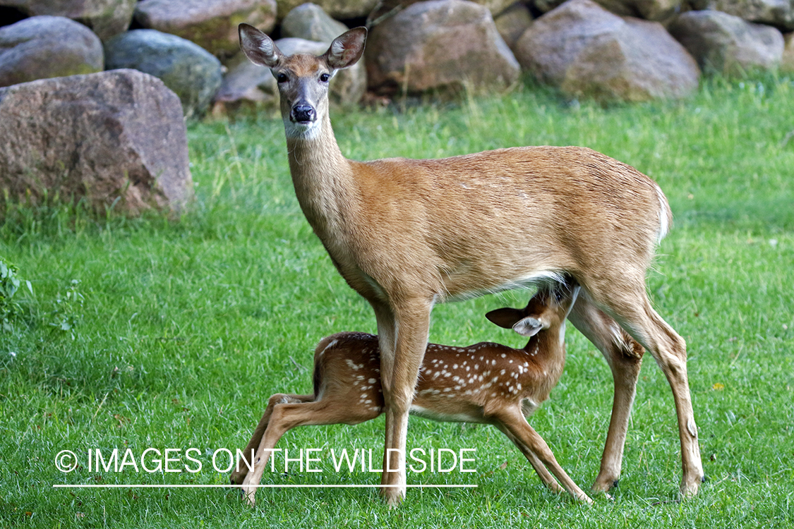 White-tailed doe with fawn.