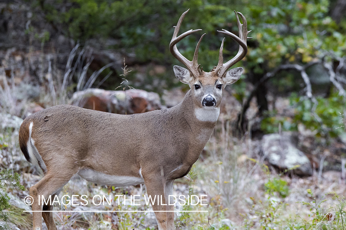 White-tailed buck in field.