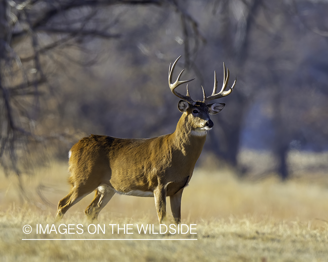 White-tailed buck quartering.