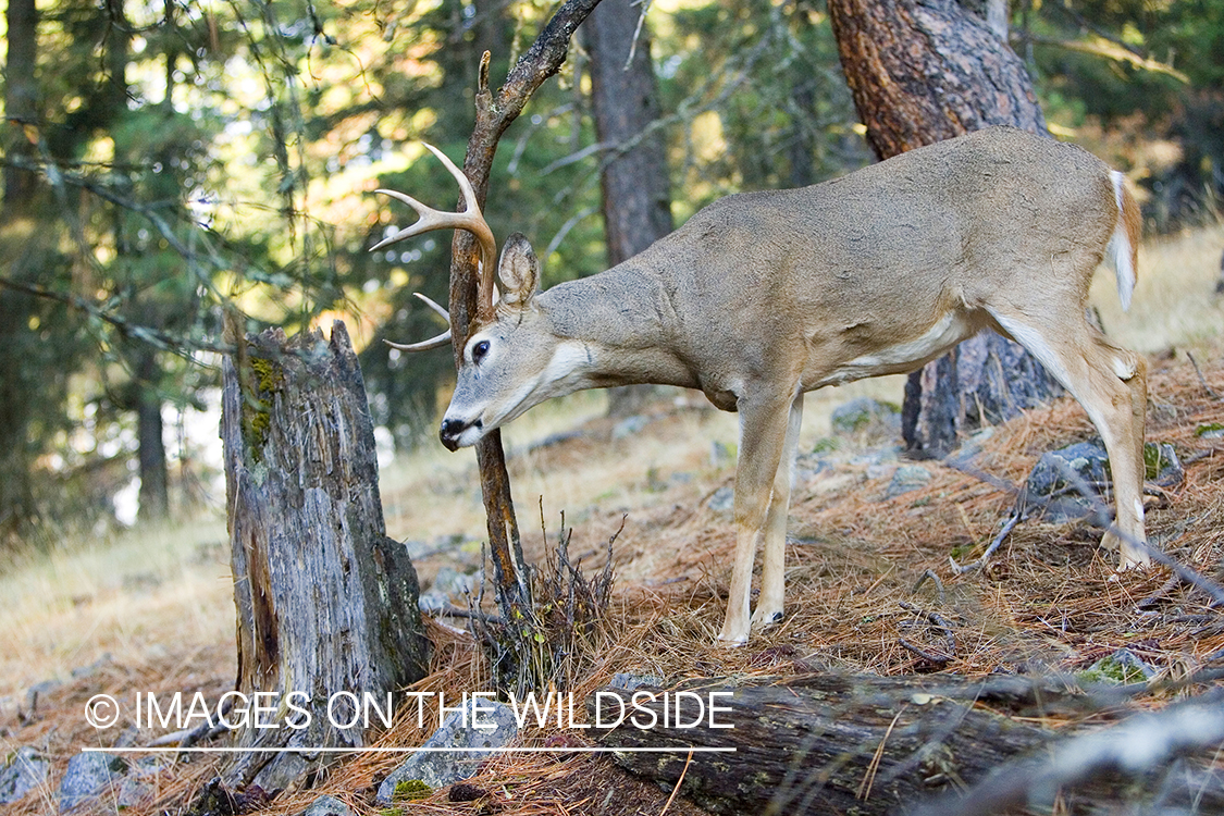 White-tailed deer in habitat