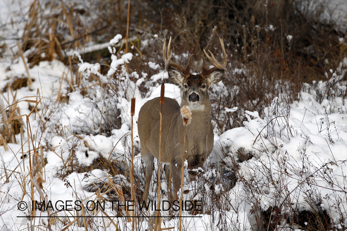 White-tailed deer in habitat