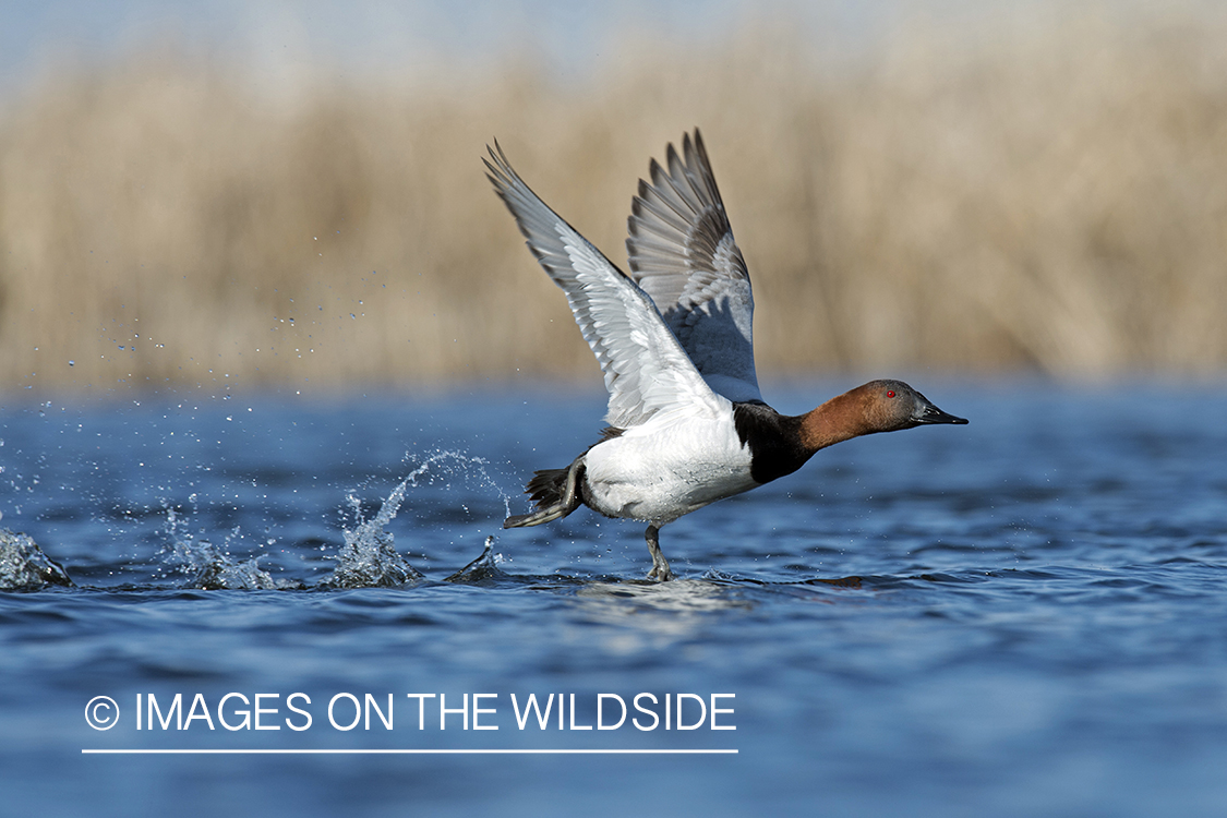 Canvasback in flight.