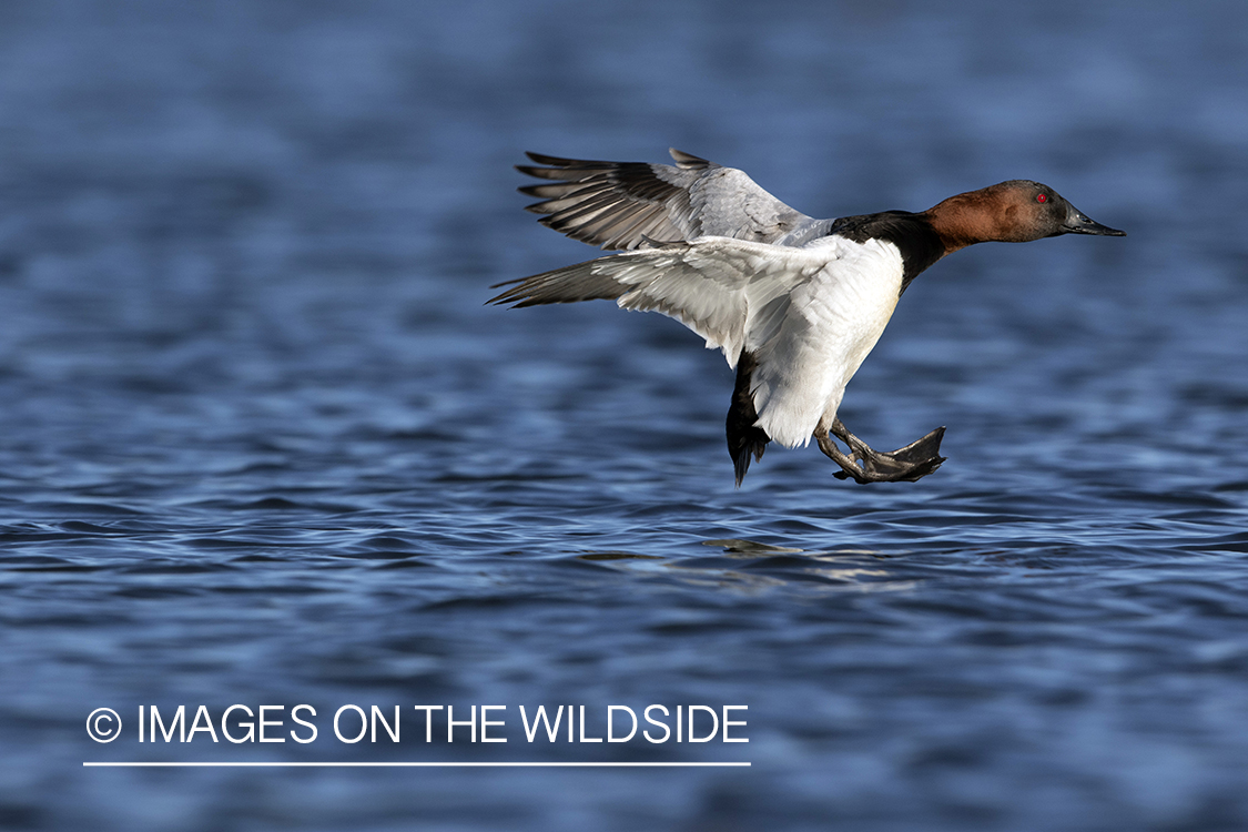 Canvasback drake in flight.