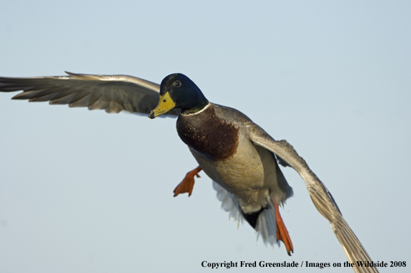 Mallard duck in flight