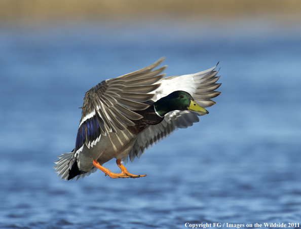 Mallard landing. 