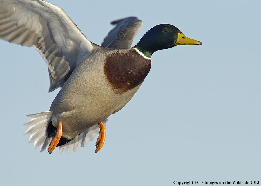 Mallard in flight.