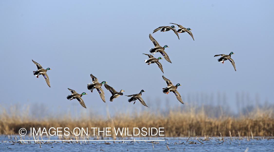 Mallards in flight.