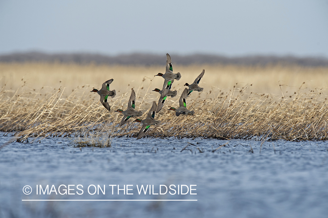 Green-winged Teal (whiffling) in flight.