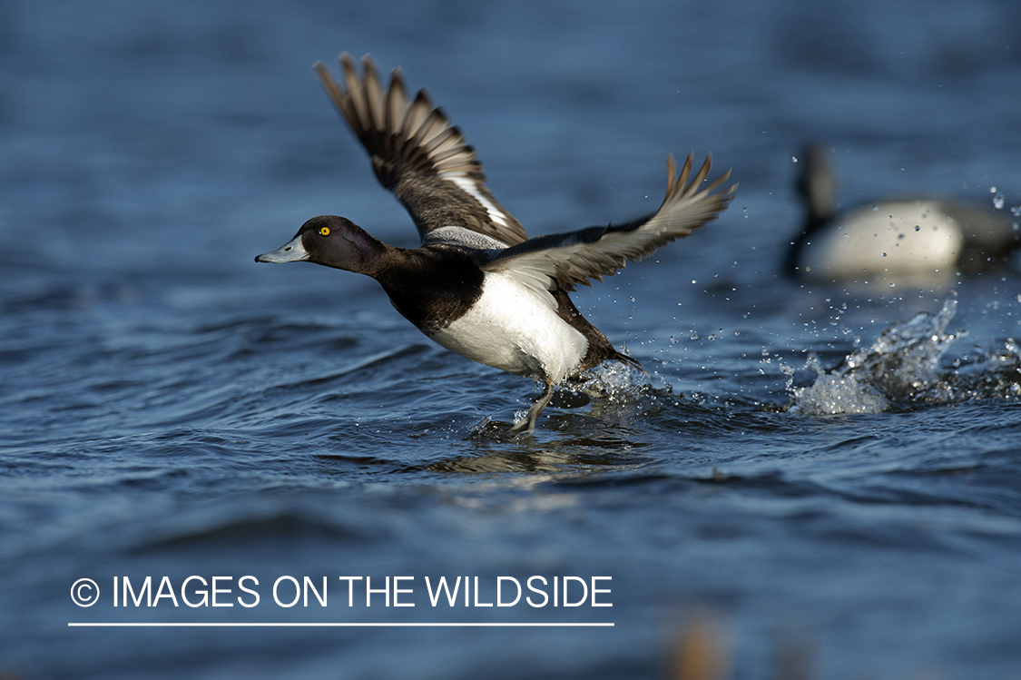 Lesser Scaup in flight.