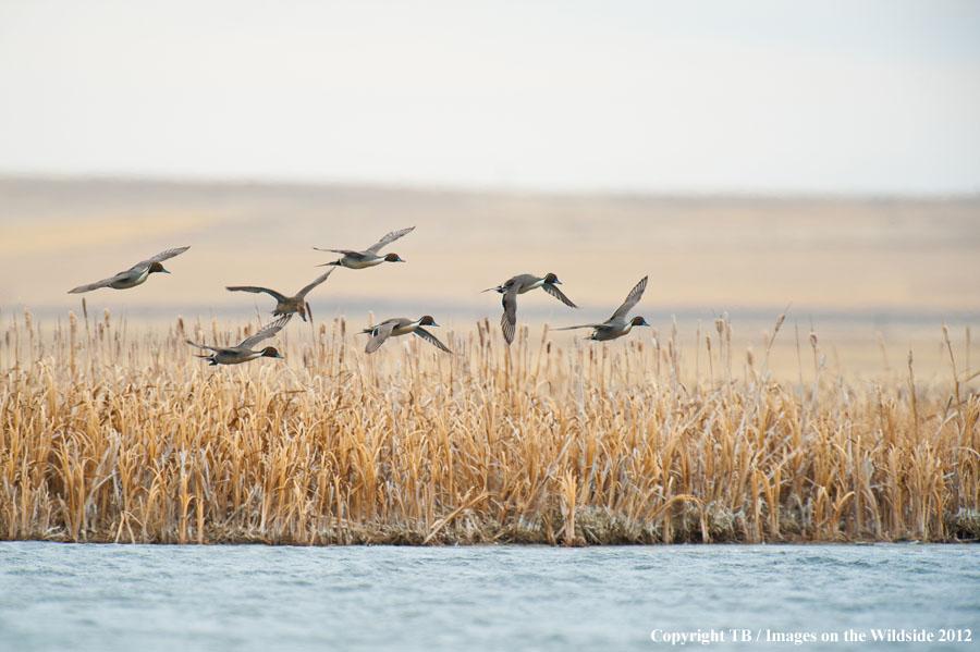 Pintail Ducks in wetland.