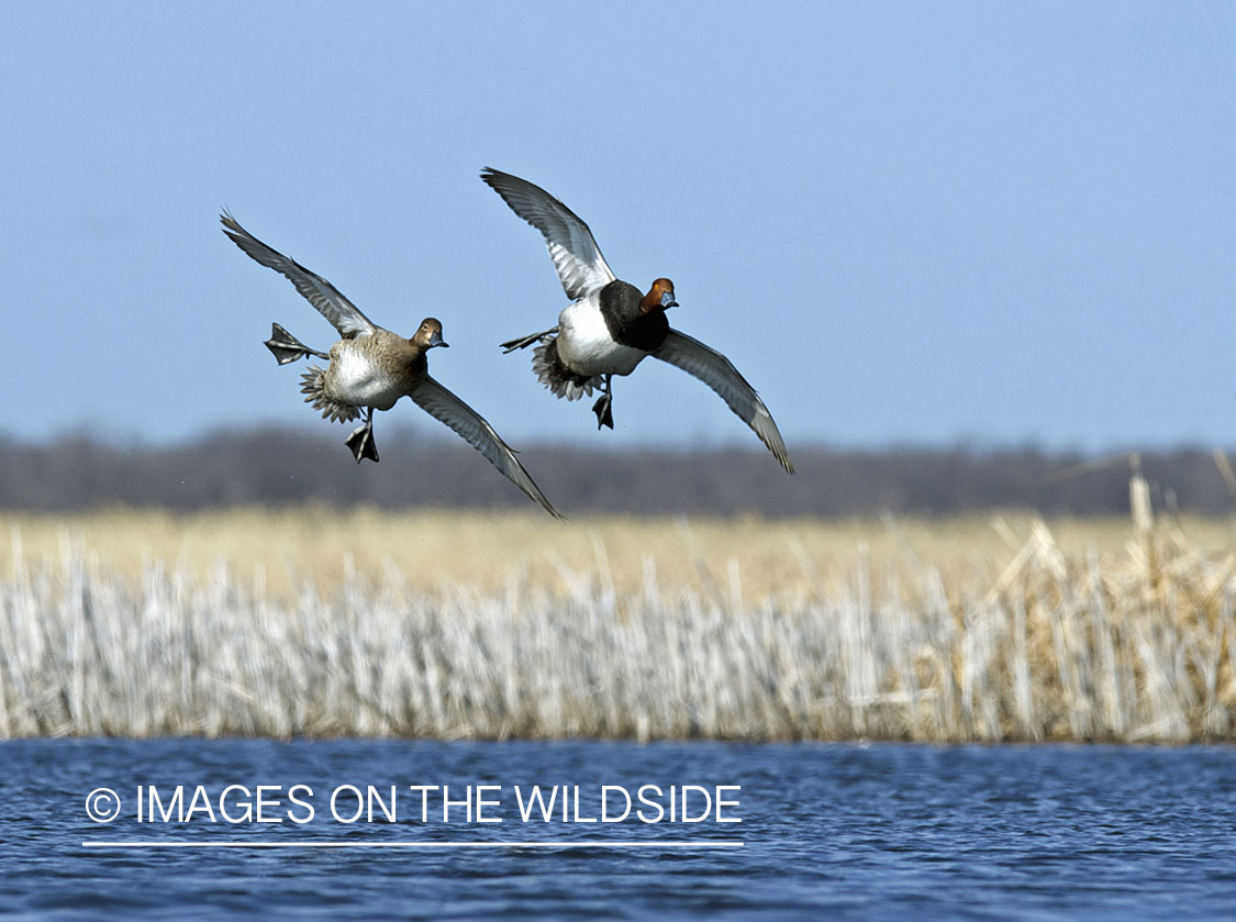 Redhead ducks in flight. 