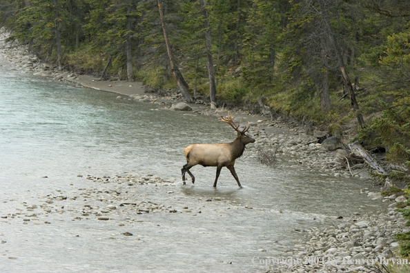 Rocky Mountain bull elk crossing stream.