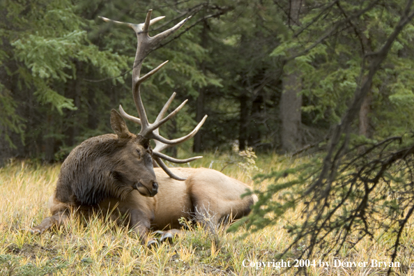 Rocky Mountain bull elk bedded (sleeping).