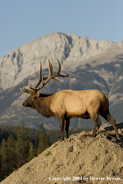 Rocky Mountain bull elk in habitat.