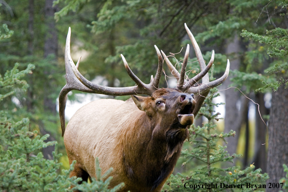 Rocky Mountain Elk