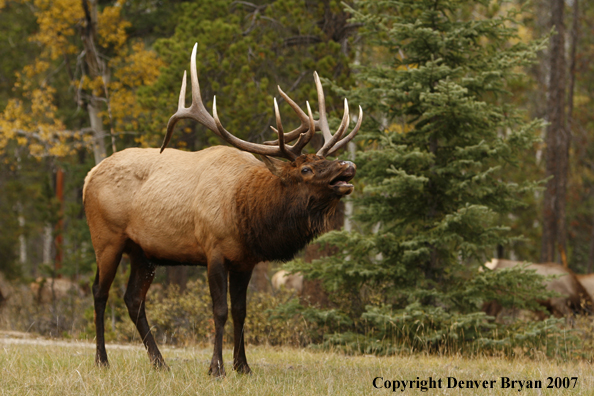 Rocky Mountain Elk bugling