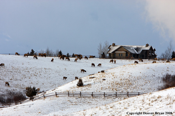 Rocky Mountain Elk herd in urban setting