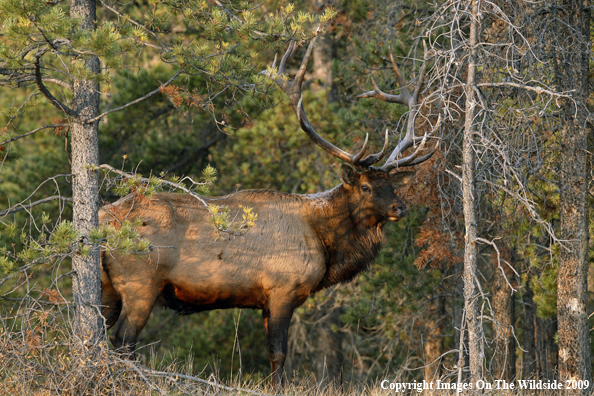 Bull Elk