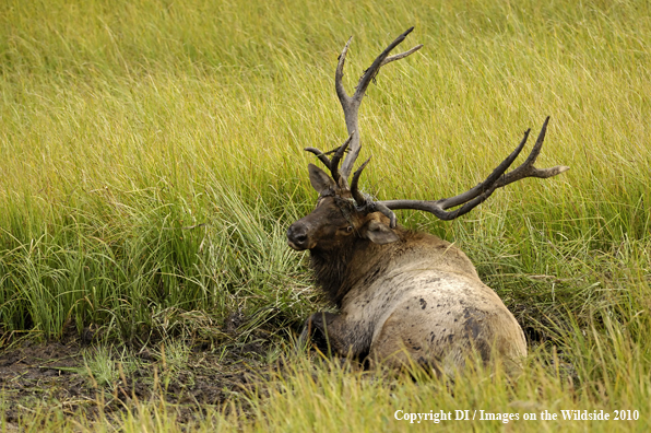 Rocky Mountain bull elk in a grassy meadow wallow.