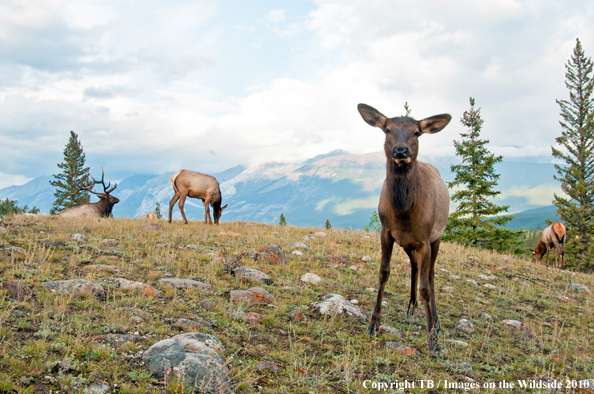 Rocky Mountain Bull Elk with cows. 