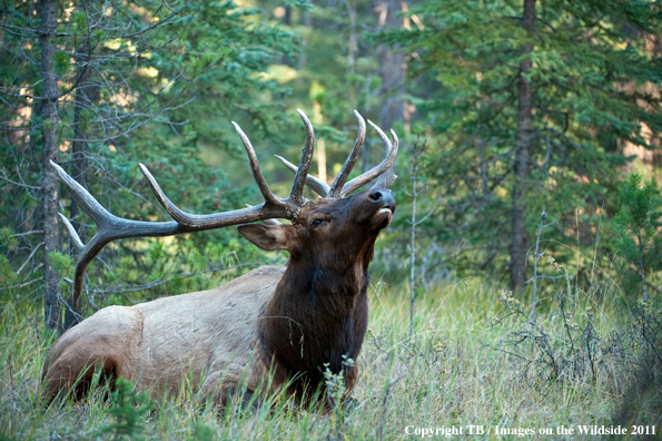 Bull elk bugling. 