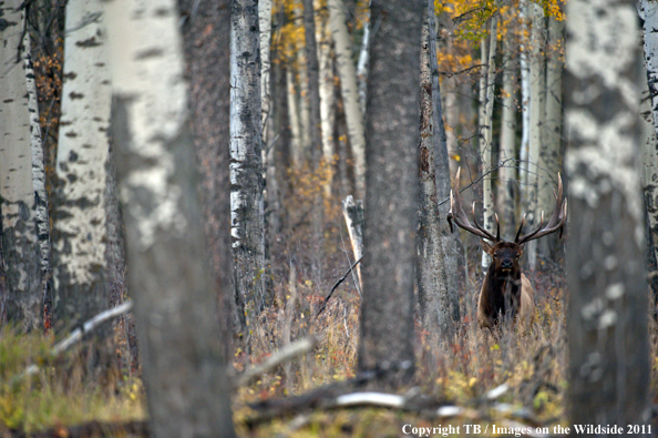 Rocky Mountain bull elk in habitat. 