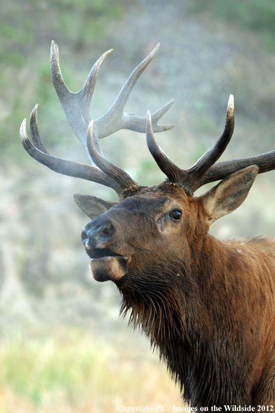 Bull elk bugling. 