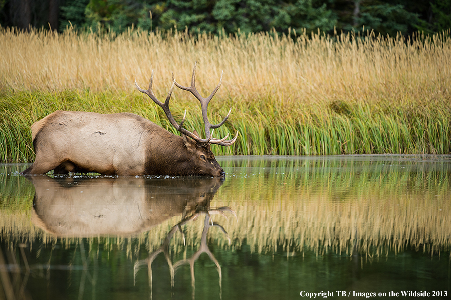 Bull elk drinking water.