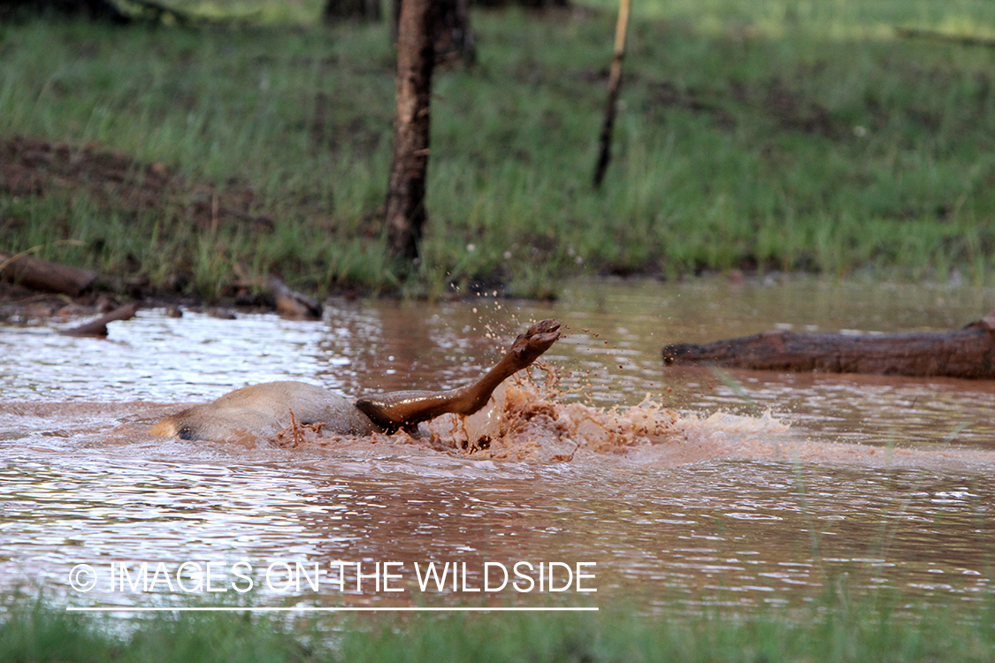 Rocky Mountain Elk calf playing in water. 