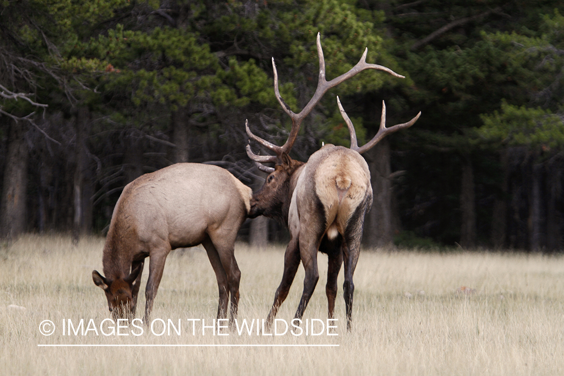 Rocky Mountain Bull Elk with cow during the rut.