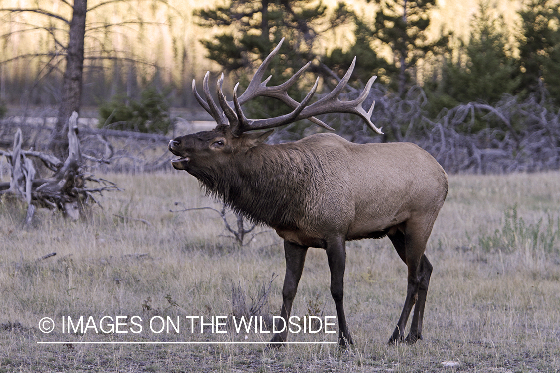 Rocky Mountain Bull Elk bugling in habitat.