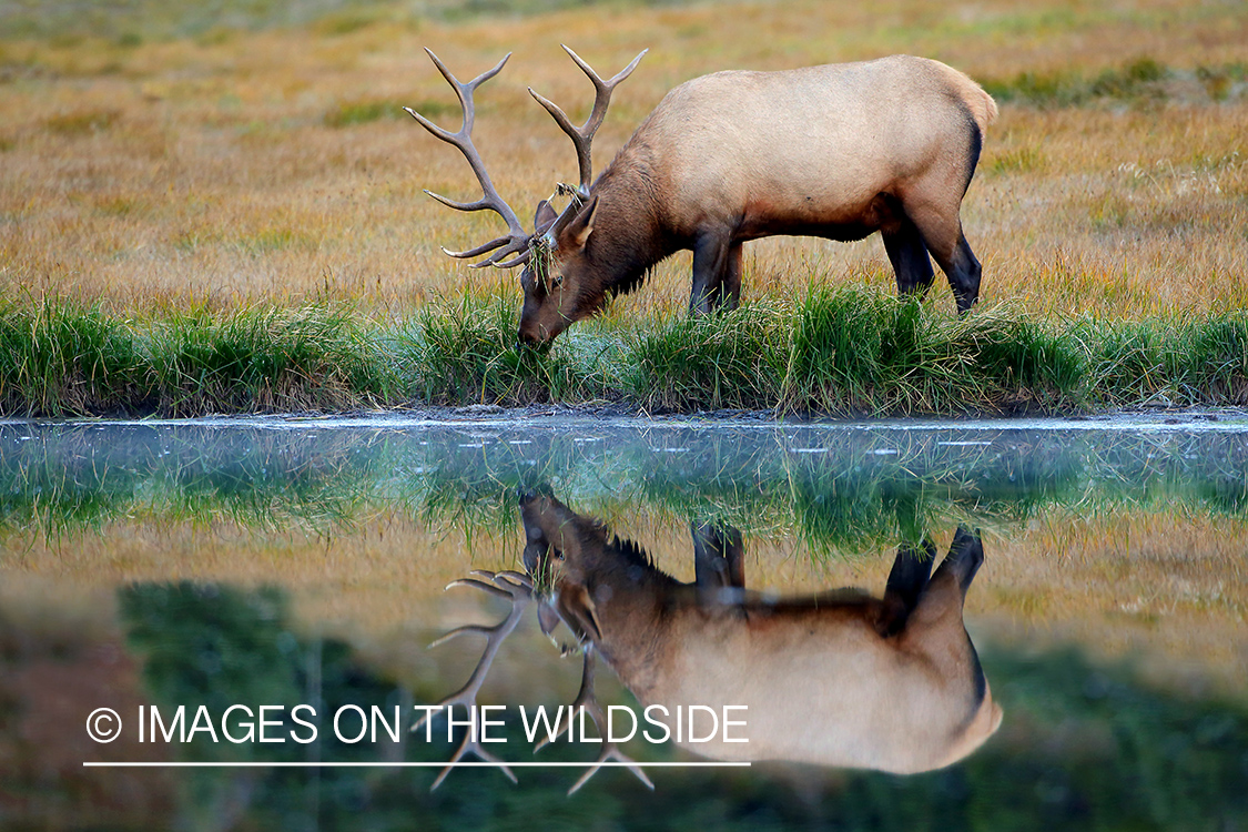 Bull elk feeding by water.