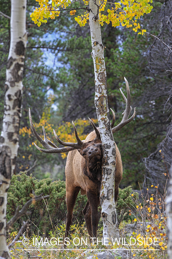 Bull elk rubbing against tree.