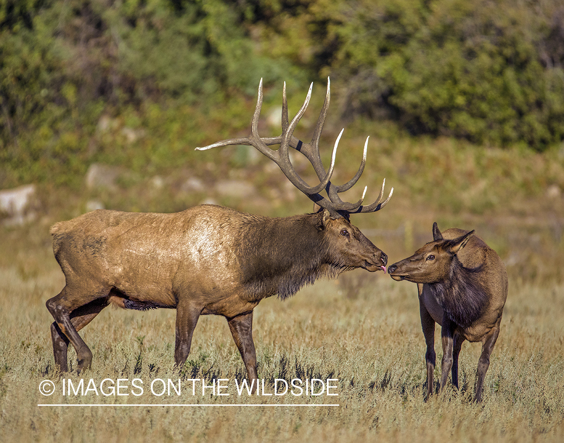 Bull elk approaching cow.