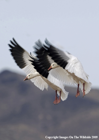 Snow Geese Flying