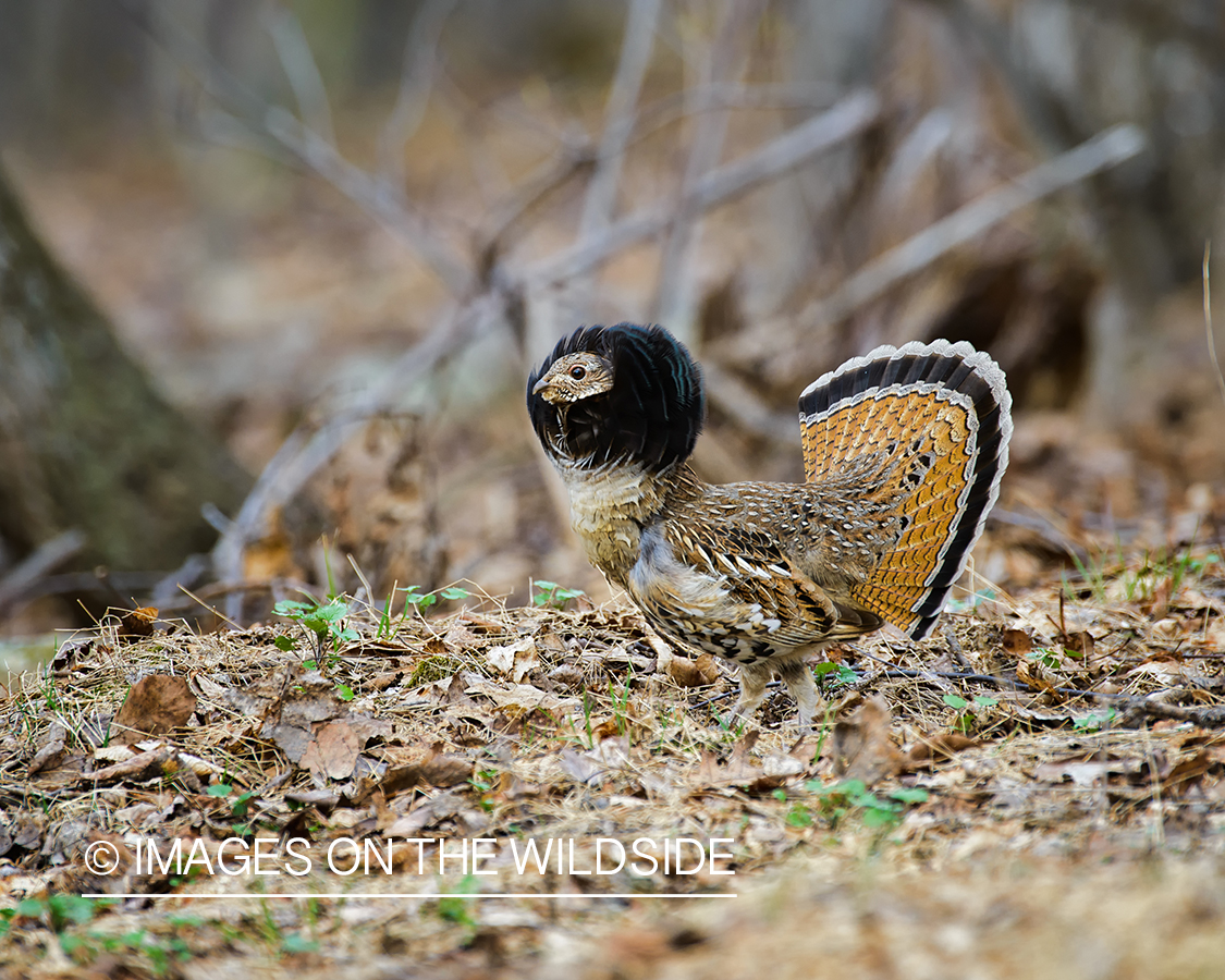 Ruffed Grouse.