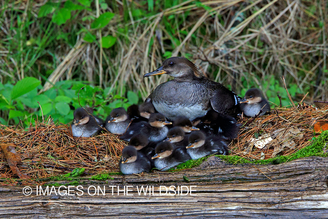 Common Loon with chicks.