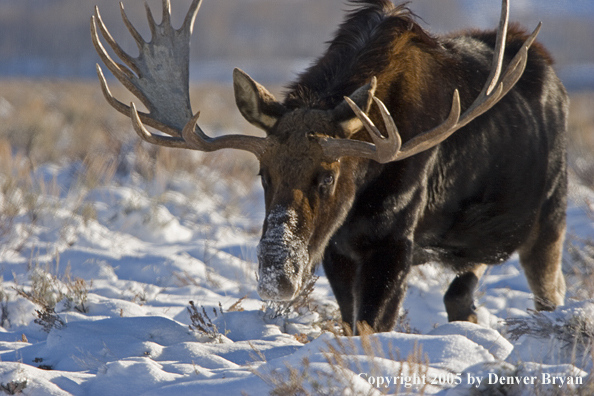 Shiras bull moose in habitat.