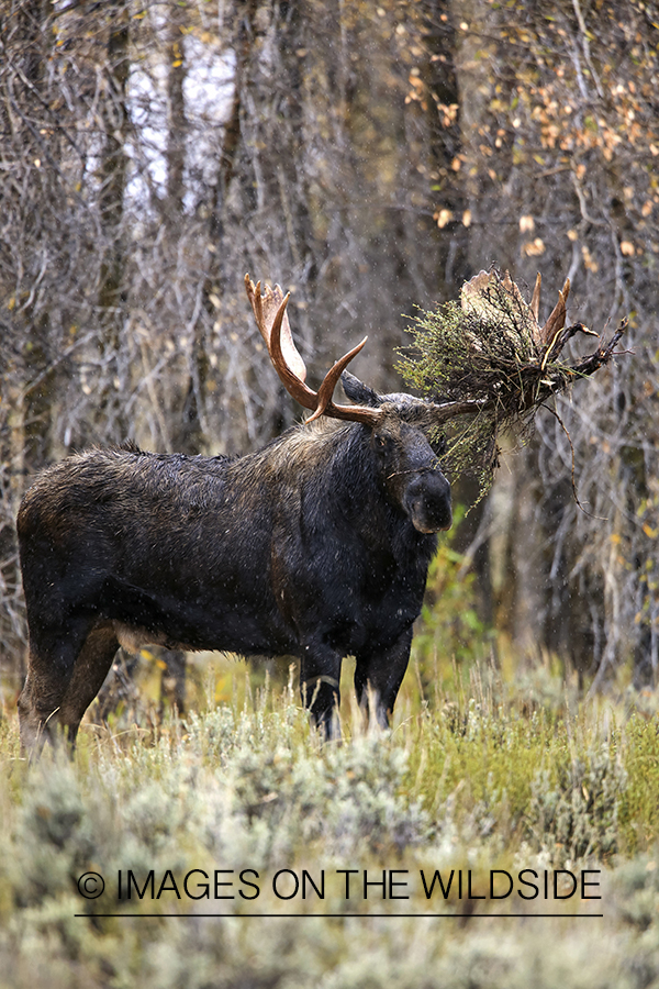 Shiras bull moose with bush stuck in antlers.