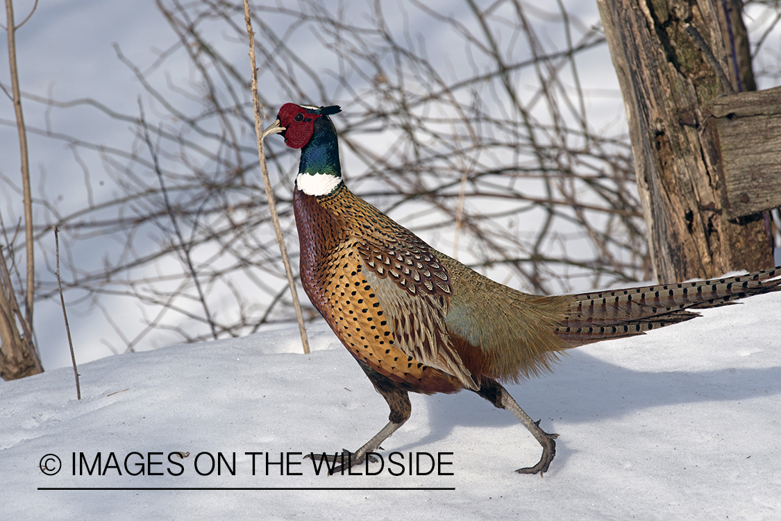 Ring-necked pheasant in winter habitat.