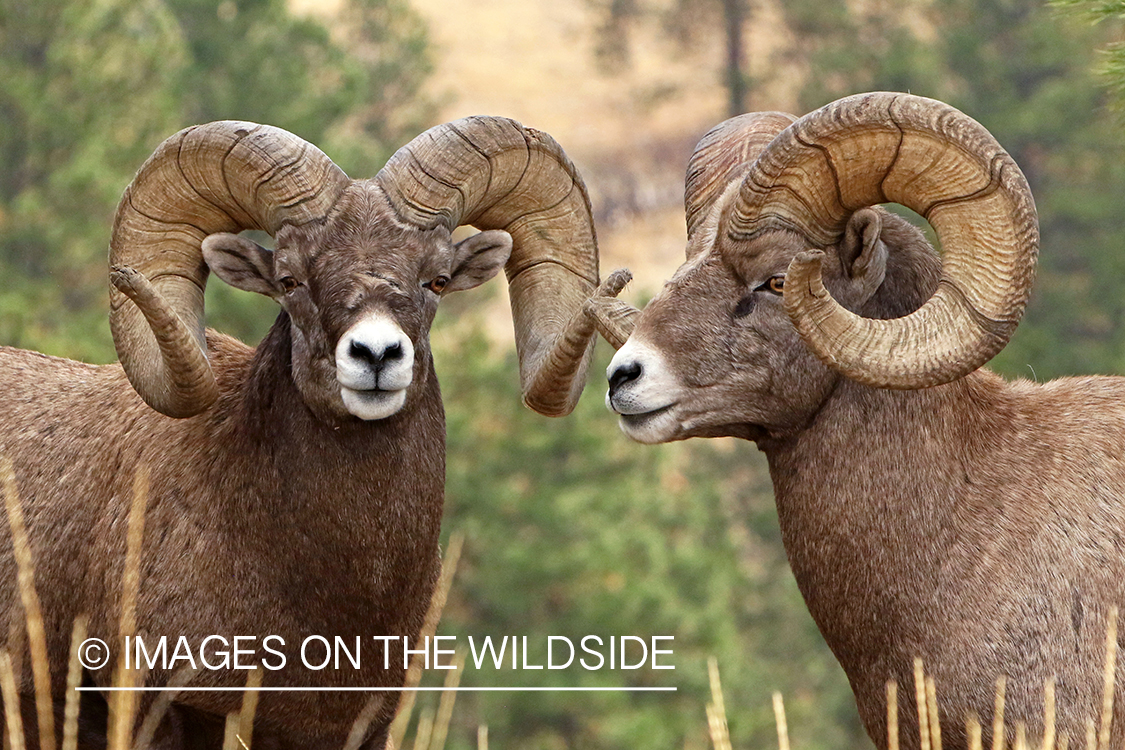 Group of Rocky Mountain Bighorn rams in field.