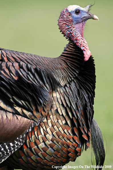 Eastern Wild Turkey in habitat