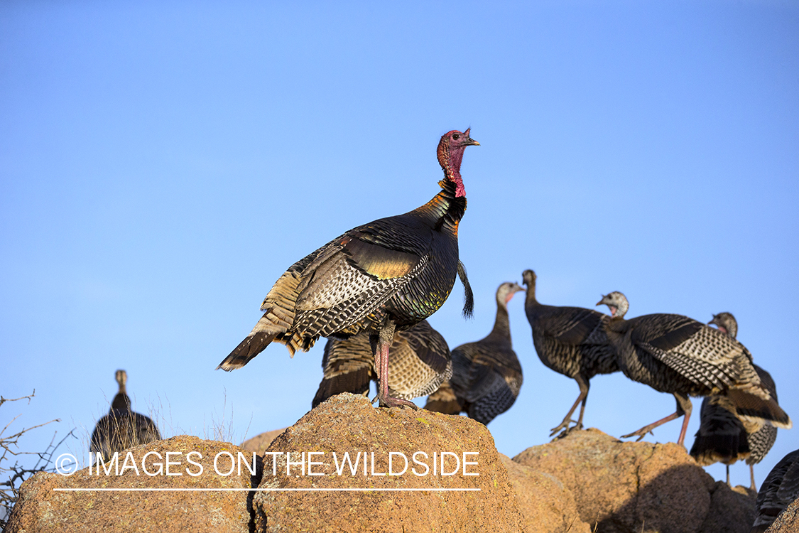 Flock of Rio Grande Turkeys in habitat.