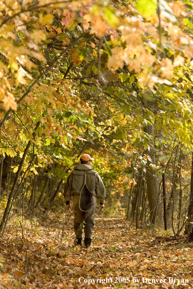 Flyfisherman walking through fall colored woods on way to river.