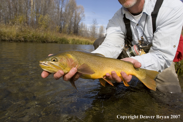 Close-up of Snake River cutthroat trout.